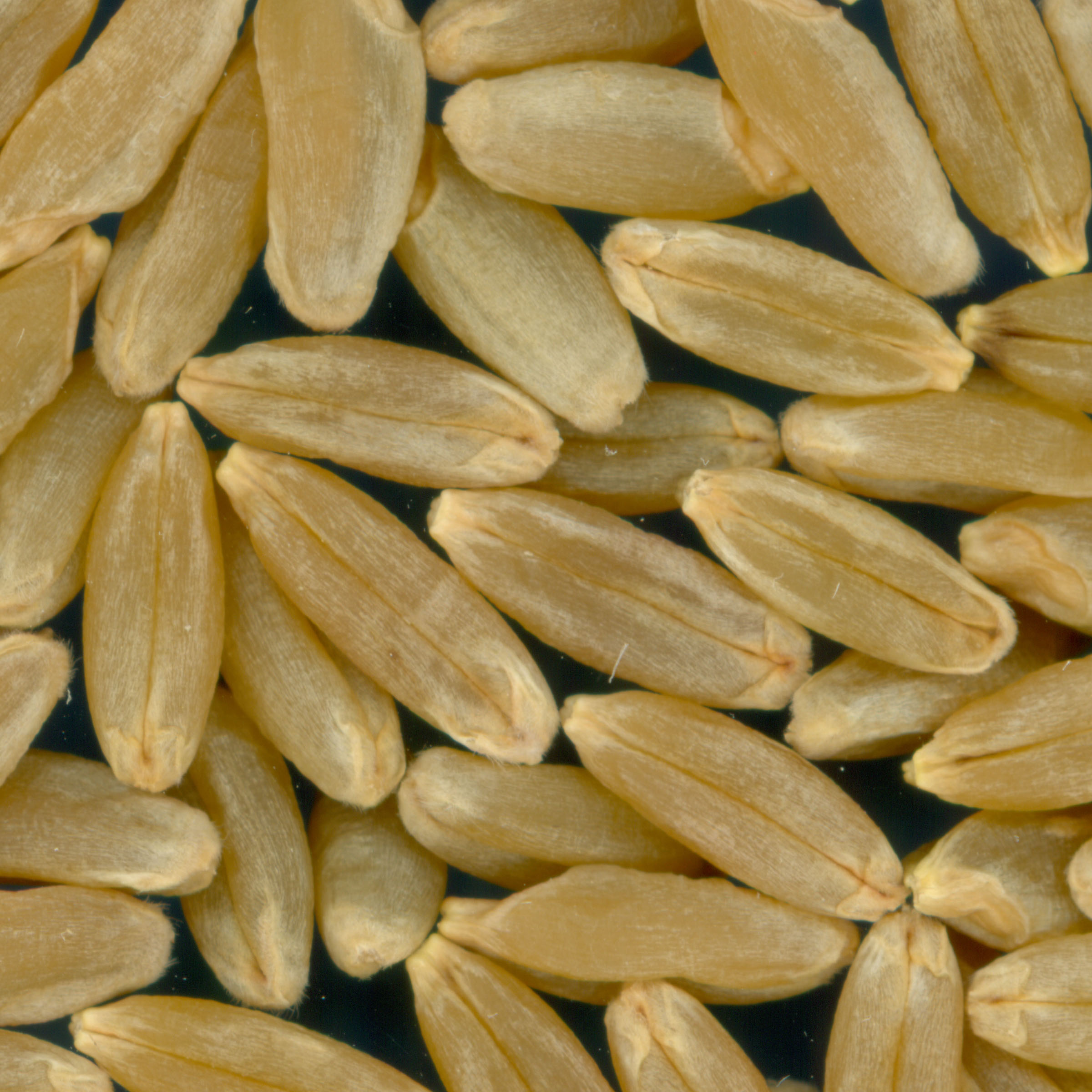 Click for 2 image(s) for this accession. KERNELS